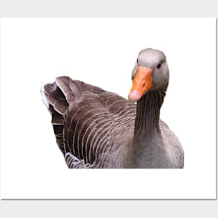 Greylag Goose Posters and Art